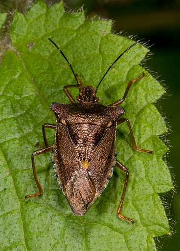 A top view of a Stink Bug resting on a  leaf. A very well focussed close-up with a blurred natural background.