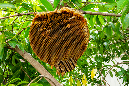 Panal abandonado en las ramas de los árboles. Colmena de abejas melíferas desolada sobre el fondo del árbol photo