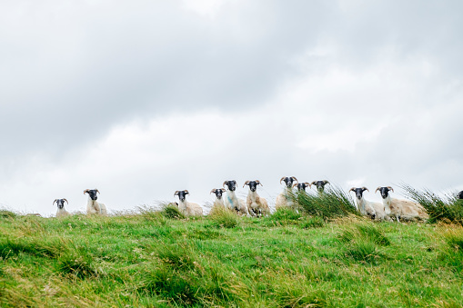 sheep in a field highlands scotland