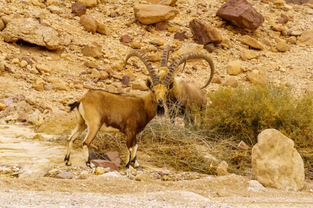 istock Nubian Ibex in the Arava desert valley 1390036617