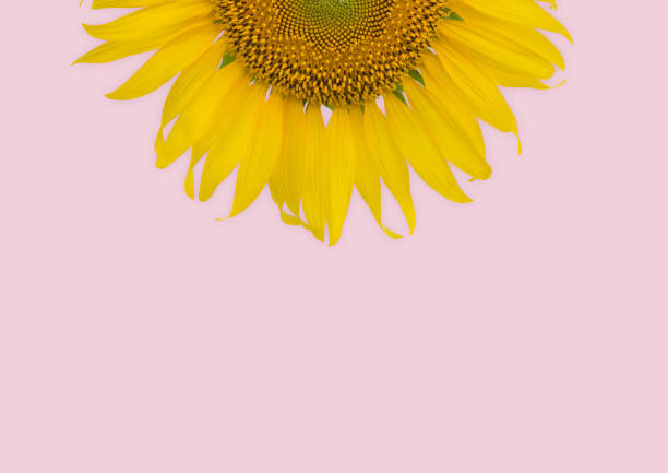 istock Sunflower on pink pastel background 1390036619