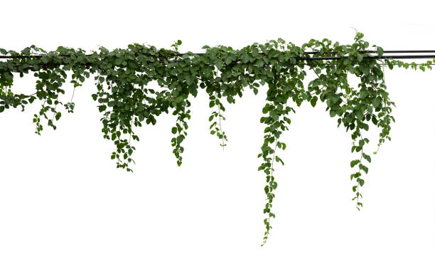 istock Vine plant branches hanging. Tropical plant isolated on white background have clipping path 1390037356
