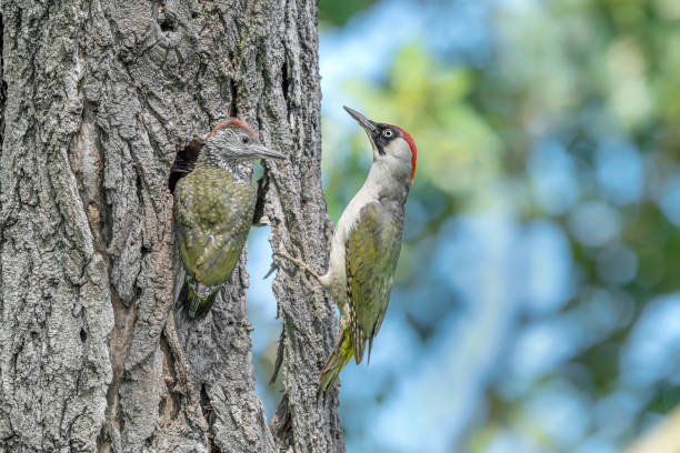 kuvapankkikuvat ja rojaltivapaat kuvat aiheesta eurooppalaisten vihreiden tikkaiden perhe (picus virdis) - european green woodpecker