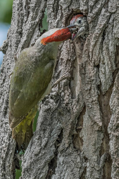 kuvapankkikuvat ja rojaltivapaat kuvat aiheesta vihreän täplikäs naaras (picus virdis) ruokinta-aika - european green woodpecker