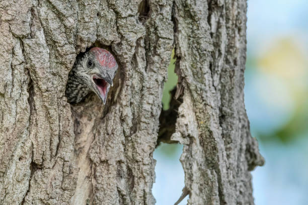 istock Hungry woodpecker waits mom to feed (Picus virdis) 1390039111