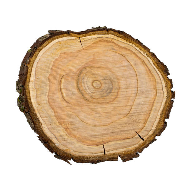 istock Saw cut fruit tree closeup on white isolated 1390041408