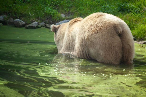 View of a grizzly bear in lake side.