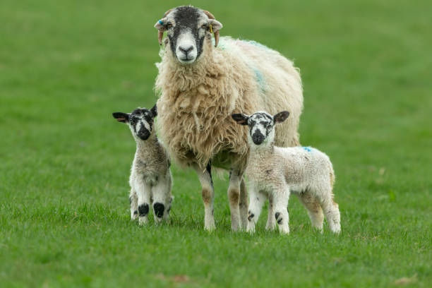 istock Swaledale ewe with her two young Swaledale mule lambs in early Springtime.  Facing forward in green meadow,  Yorkshire Dales, UK. Close up.   Clean background. 1390041641