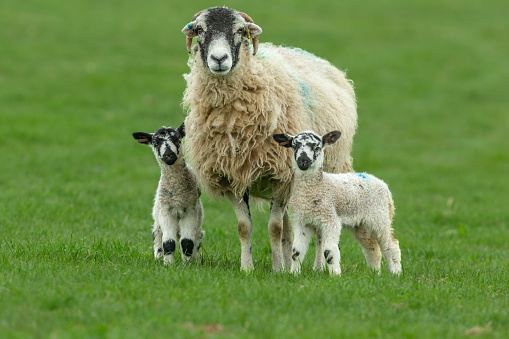 Swaledale ewe with her two young Swaledale mule lambs in early Springtime.  Facing forward in green meadow,  Yorkshire Dales, UK. Close up.   Clean background. Horizontal.  Space for copy.