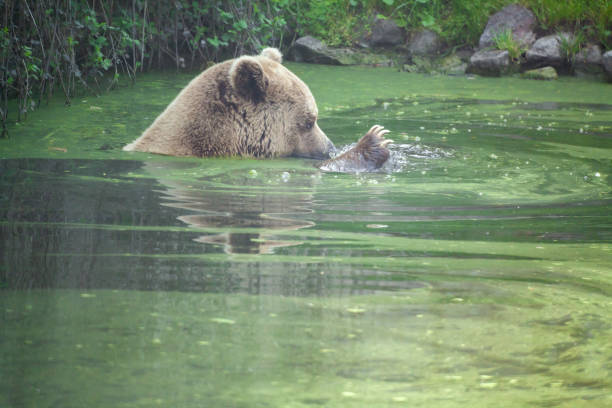 istock The Grizzly Bear 1390042115