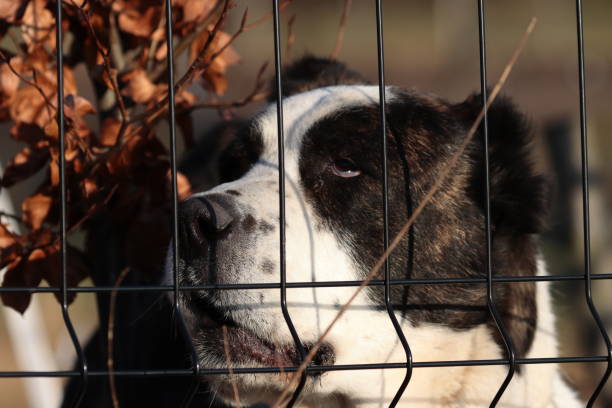 istock Dog portrait 1390044740
