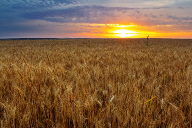 istock wheat field at the sunset 1390044884
