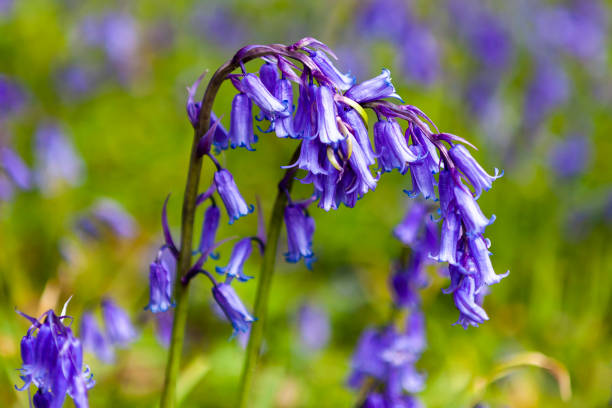 bluebells (hyacinthoides no scripta - non rural scene fotografías e imágenes de stock