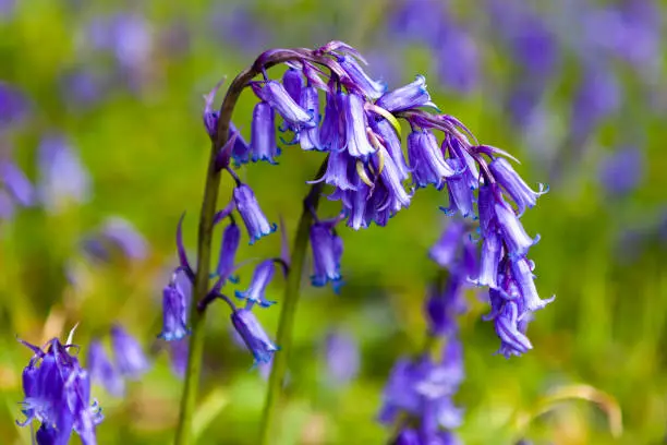 Close up of bluebells (Hyacinthoides non-scripta) in Blinkard Copse, near Up Marden, West Sussex, UK