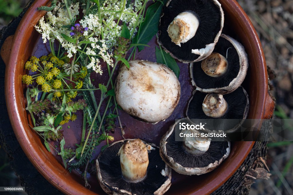 Foods that Have Been Foraged Directly above close up of a bowl containing wild herbs including lavender and cow parsnip and mushrooms that have been foraged in Northumberland in a wilderness area. Herb Stock Photo