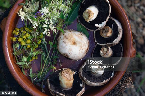 Foods That Have Been Foraged Stock Photo - Download Image Now - Herb, Mushroom, Uncultivated