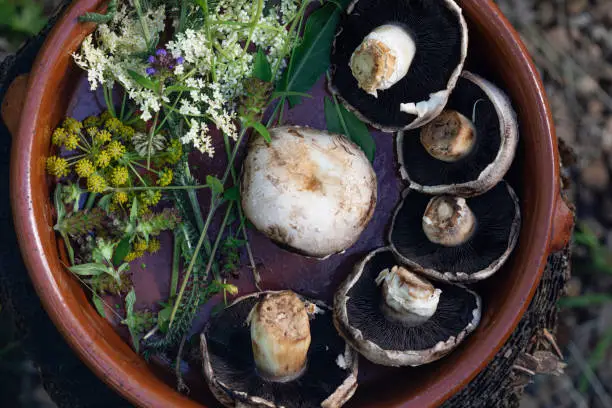 Directly above close up of a bowl containing wild herbs including lavender and cow parsnip and mushrooms that have been foraged in Northumberland in a wilderness area.