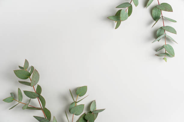 istock Natural green eucalyptus branches on empty light grey background with copy space. Trendy layout with fresh plant. Eco spring concept. Skin care product advertising. Top view. minimal composition 1390051604