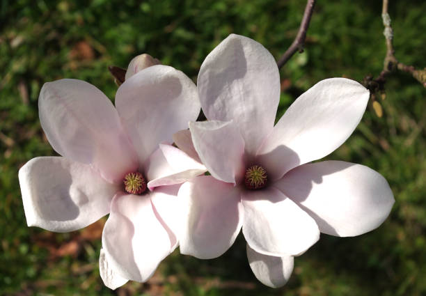 Wide opened magnolia blossom stock photo