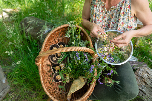 High angle view of a basket containing wild herbs including lavender and cow parsnip and mushrooms that have been foraged in Northumberland in a wilderness area. A mature woman is sorting through them, preparing the ingredients to cook with.