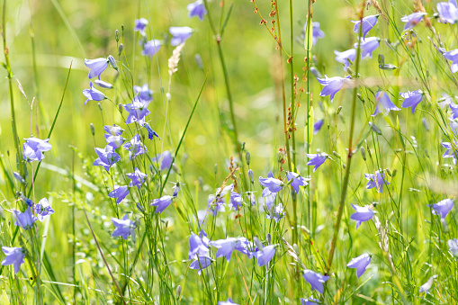 Close up selective focus of harebells growing in the sun in the North East of England.
