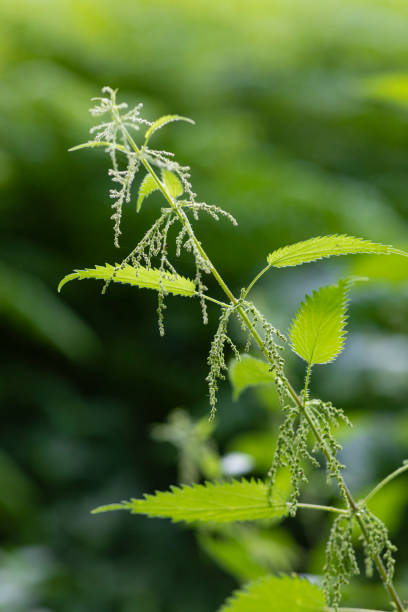 Close up of a stinging nettle which is the selected focus growing in the North East of England.