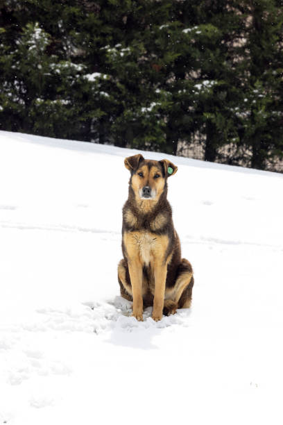 istock Stray dog ​​sitting on the snow 1390053969