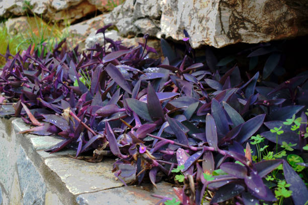 istock raindrops on purple leaves 1390053986