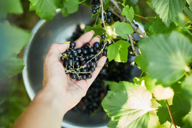 Hands of a woman harvesting berries, Freshly gathered organic black currants in bowl in home garden bush, harvest of berry.