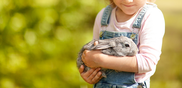 the rabbit pressed his ears in the hands of a little girl