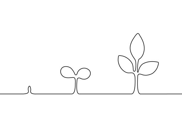 성장 식물 단계 윤곽 실루엣, 하나의 연속 라인 드로잉. 나무 성장의 단계. 새로운, 개발 및 형성의 출현. 간단한 추상 윤곽선입니다. 벡터 일러스트레이션 - tree growth cultivated sapling stock illustrations