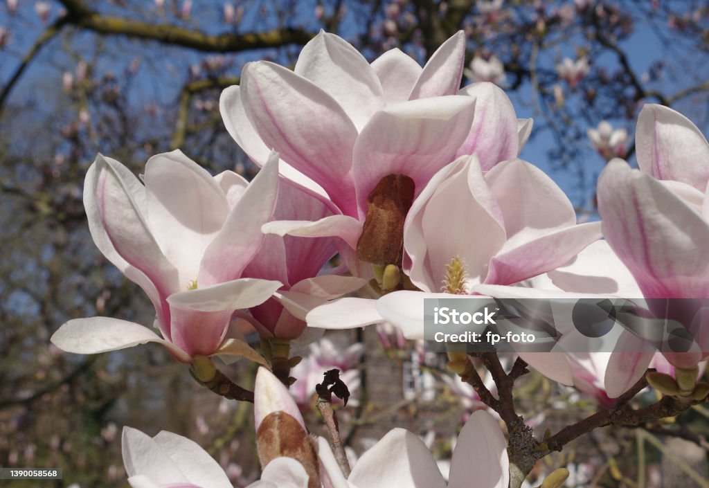 Wide opened magnolia blossoms View to the inflorescence of magnolia blossoms Abundance Stock Photo