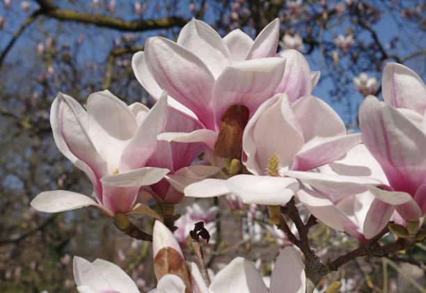 Wide opened magnolia blossoms stock photo