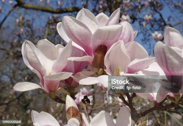 Wide Opened Magnolia Blossoms Stock Photo - Download Image Now - Abundance, Beauty, Beauty In Nature