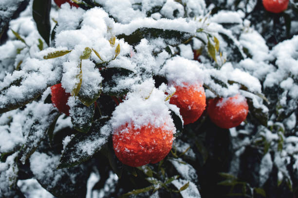 istock ripe oranges on a tree branch in the snow 1390058609