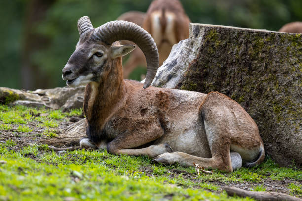 istock European Mouflon or Ovis musimon 1390059738