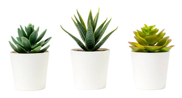 istock Beautiful artificial plants decorations in white pots isolated on white background. 1390060270