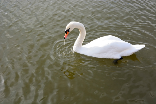 Swan in profile portrait at golden hour, mirror itself in the lake