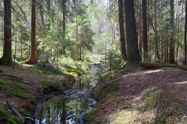 istock Dark forest with fir and pine trees at the summer 1390062103