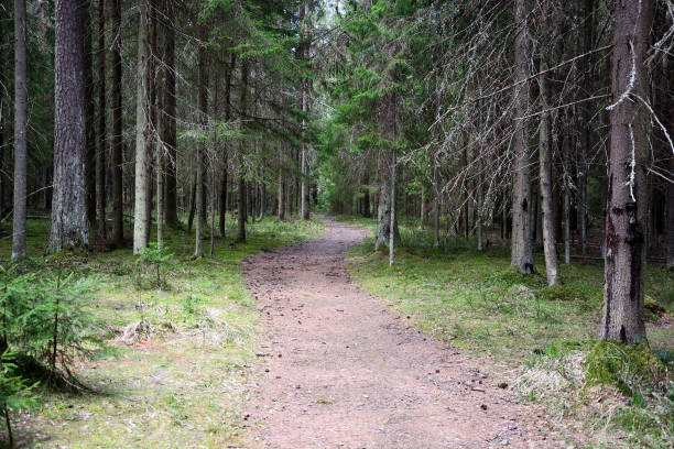 istock Dark forest with fir and pine trees at the summer 1390062110