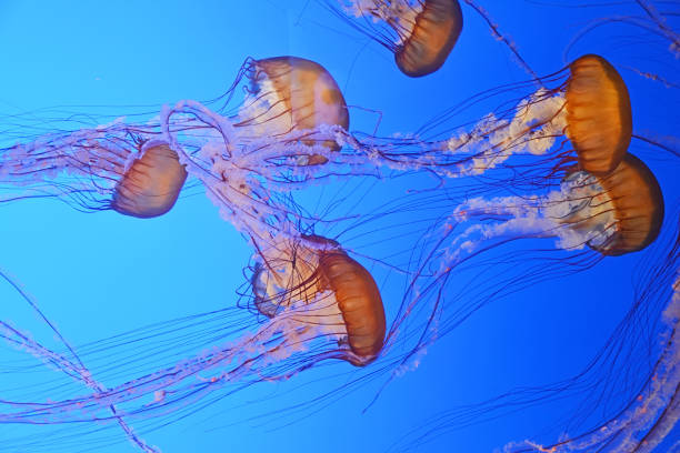 istock Spotted jellyfishes. Underwater scene 1390062304