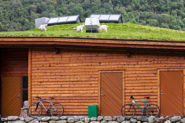 goats walking on a roof covered by grass
