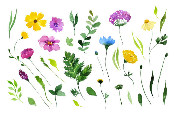 istock Watercolor wildflowers and herbs, isolated on white. 1390062771