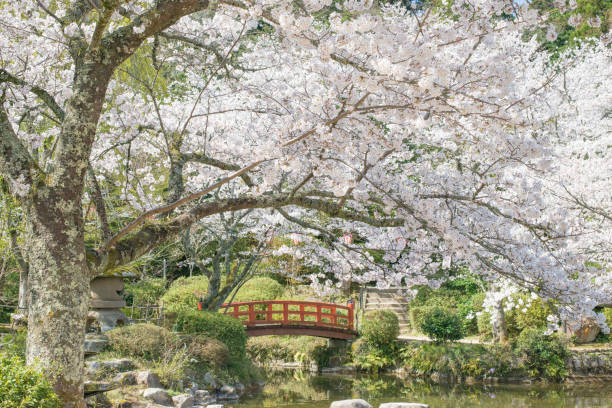 istock Beautiful Someiyoshino in full bloom (Utsubuki Park, Kurayoshi, Tottori) 1390064491
