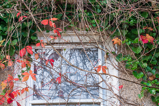 Vine over window in Autumn