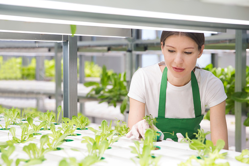 Agricultural technology. Greenhouse plant. Happy woman farmer collects an order from green lettuce plants growing in hydroponic greenhouse