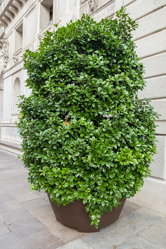 Decorative plants, pot with laurel bush in urban space