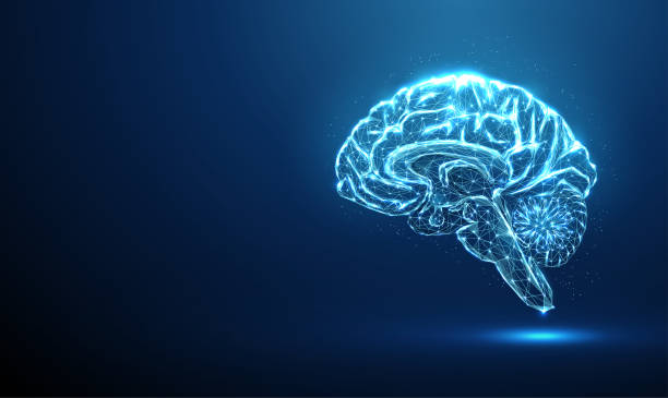 ilustrações, clipart, desenhos animados e ícones de esquema de partes do cérebro de humain. anatomia cerebral. - brain human spine brain stem cerebellum