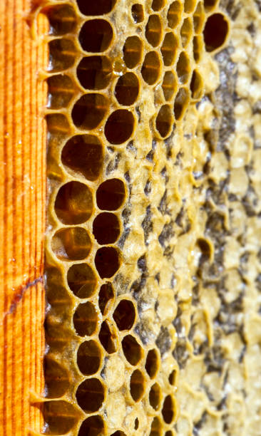 istock honeycomb filled with flower honey 1390070296