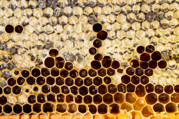 istock honeycomb filled with flower honey 1390070311